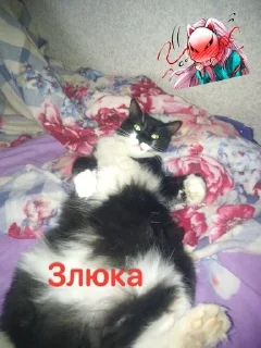 👺 Наши кисики💖, Telegram sticker 7 of 16