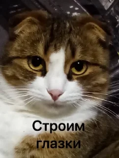 Наши кисики💖
