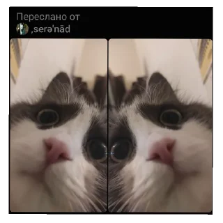 🥰 Винки и Сеня(презик), стікер Telegram 17 з 118