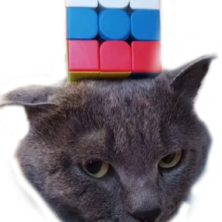 🇷🇺 Котики, Telegram sticker 18 of 66