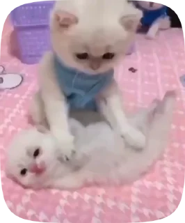 🐱 кітики, стикер Telegram 1 из 46