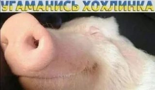 🌟 член, стикер Telegram 18 из 37