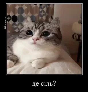 🧂 Український Komaru, стикер Telegram 13 из 50