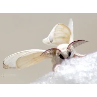 🕷️ Точно не моли, стикер Telegram 22 из 41