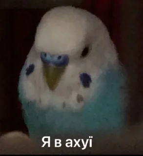 🫥 Підвальний, стікер Telegram 13 з 37