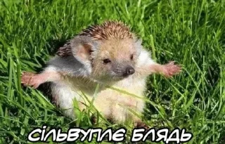 🌟 Дізморальщина, Telegram sticker 13 of 76