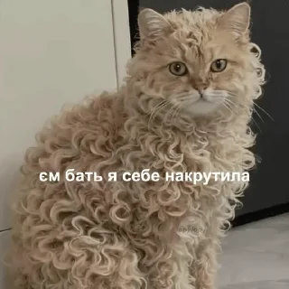 🌟 Дізморальщина, Telegram sticker 17 of 76