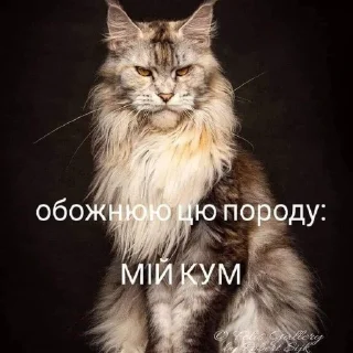 🐈 wtf (@mirpold), стикер Telegram 7 из 120