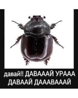 ✊ Мемы 🌸, стікер Telegram 7 з 31