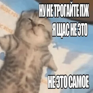 😶‍🌫️ Мемы 🌸, стікер Telegram 11 з 31