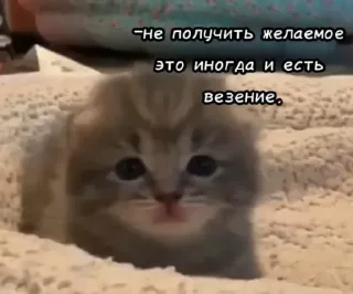 🧠 Голые бляди.   @amare_shit, Telegram sticker 12 of 120