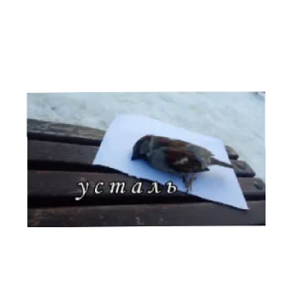 🥱 Кристина сосала, стікер Telegram 5 з 23