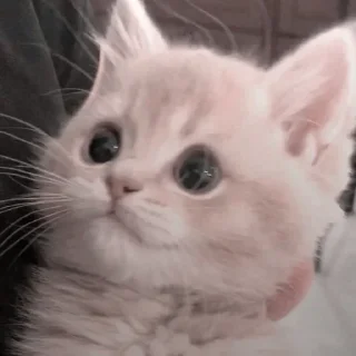 Роб и Котики♡
