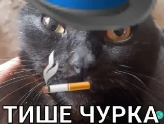 Басик Шелби