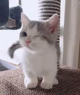 😉 0l0l0, стікер Telegram 20 з 24