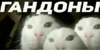 💪 Пигмент долбоебизма, Telegram sticker 7 of 71