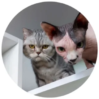 🔍 Кори и Мира, sticker Telegram 20 sur 41