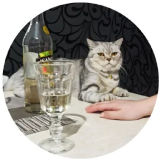🍷 Кори и Мира, sticker Telegram 17 sur 41