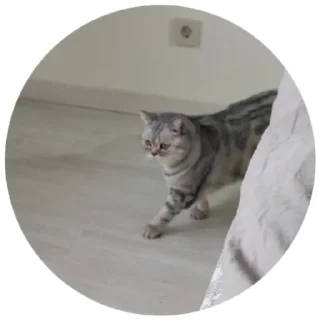 🐈‍⬛ Кори и Мира, sticker Telegram 11 sur 41