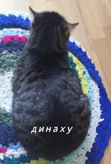 ©️ куся лучш., стікер Telegram 5 з 18