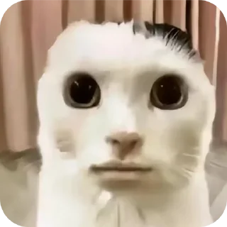 🧸 Чел, sticker Telegram 15 sur 28