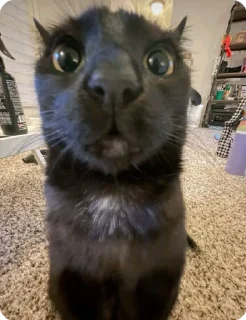 😳 meow <3, стикер Telegram 14 из 61