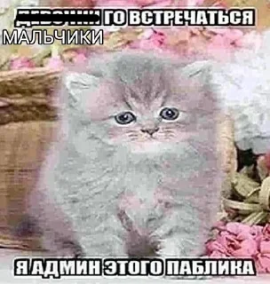 🐈 Абоба, sticker Telegram 6 sur 64