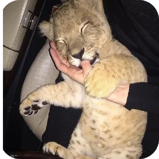 🐱 rich dich, sticker Telegram 12 sur 26