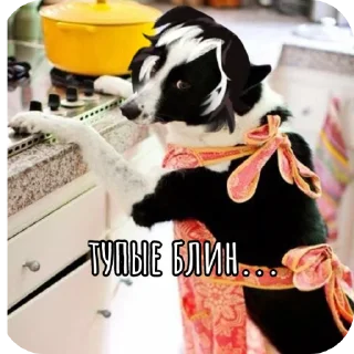 🖼 Cody. Oc Женечки😎💕💘, стікер Telegram 15 з 24