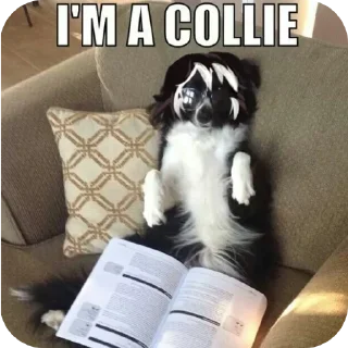 🐶 Cody. Oc Женечки😎💕💘, стікер Telegram 22 з 24
