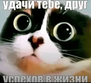 🌟 тик ток, sticker Telegram 11 sur 120