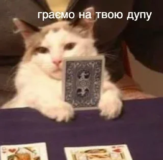 Котики @UA_anime_stickers
