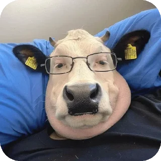 🌟 stupid cow, стикер Telegram 15 из 70