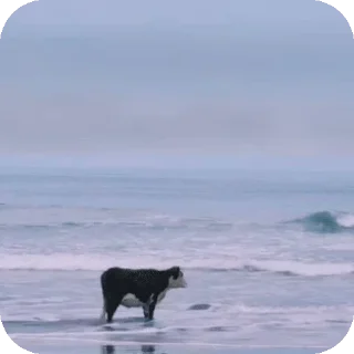 🌟 stupid cow, стикер Telegram 7 из 70