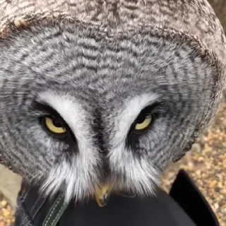 😠 Owl, just owl, sticker Telegram 7 sur 31
