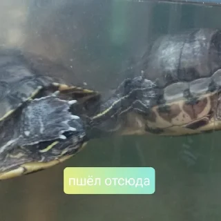 🖕 Дашины чэрыпашки, Telegram sticker 6 of 11