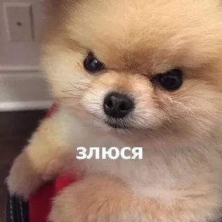 🌟 purely semantic 🤡, стикер Telegram 11 из 81