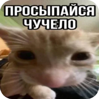 🐱 Mem Pack • @TgStickery, стикер Telegram 13 из 98