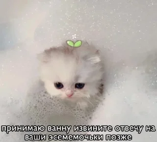 👣 кисечки, стикер Telegram 10 из 24