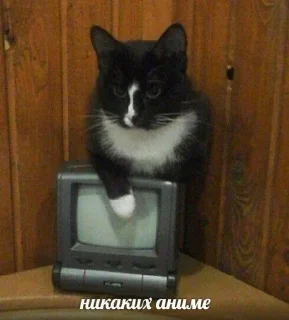 😒 кисечки, стикер Telegram 6 из 24