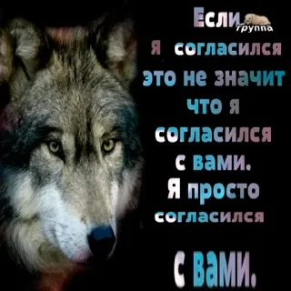 🙅‍♂️ волк не в цирке, sticker Telegram 23 sur 24