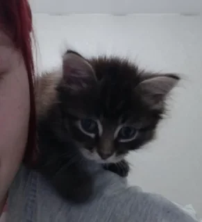 🥺 ~my cats~, стикер Telegram 21 из 34