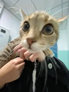 😳 Котики, стікер Telegram 17 з 24