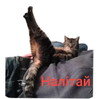 🐱 Тіпа команда Переговорів, sticker Telegram 22 sur 65