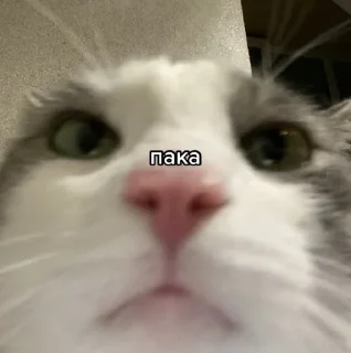 🙄 Спрей, Telegram sticker 10 of 70