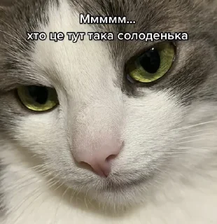🫢 Спрей, Telegram sticker 13 of 70
