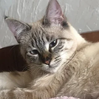 😏 Кокосик🌴, стикер Telegram 12 из 14