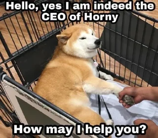 ☺️ Shopping Cart Shiba, Telegram sticker 10 of 17