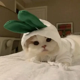 🌟 киты 1.0 🐈‍⬛, стікер Telegram 24 з 53