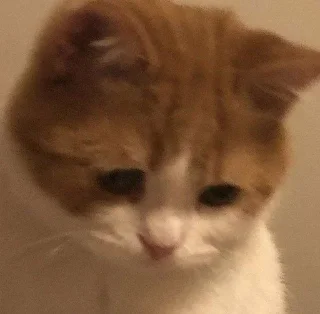 😞 Котики, Telegram sticker 15 of 58